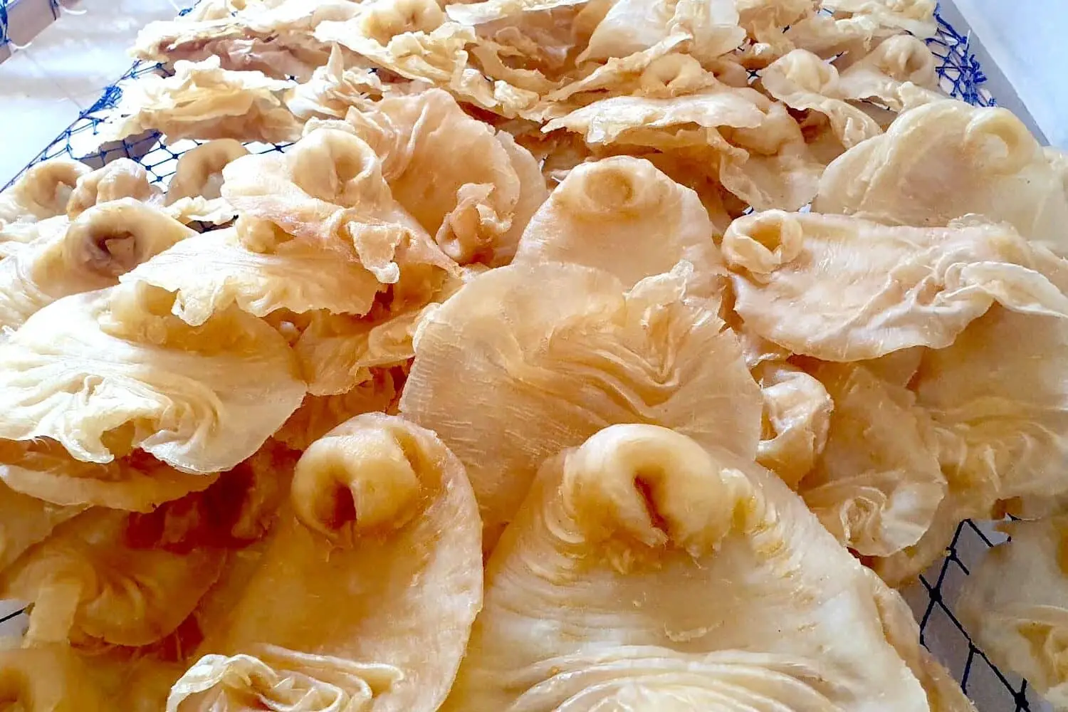 Dried Fish Crop