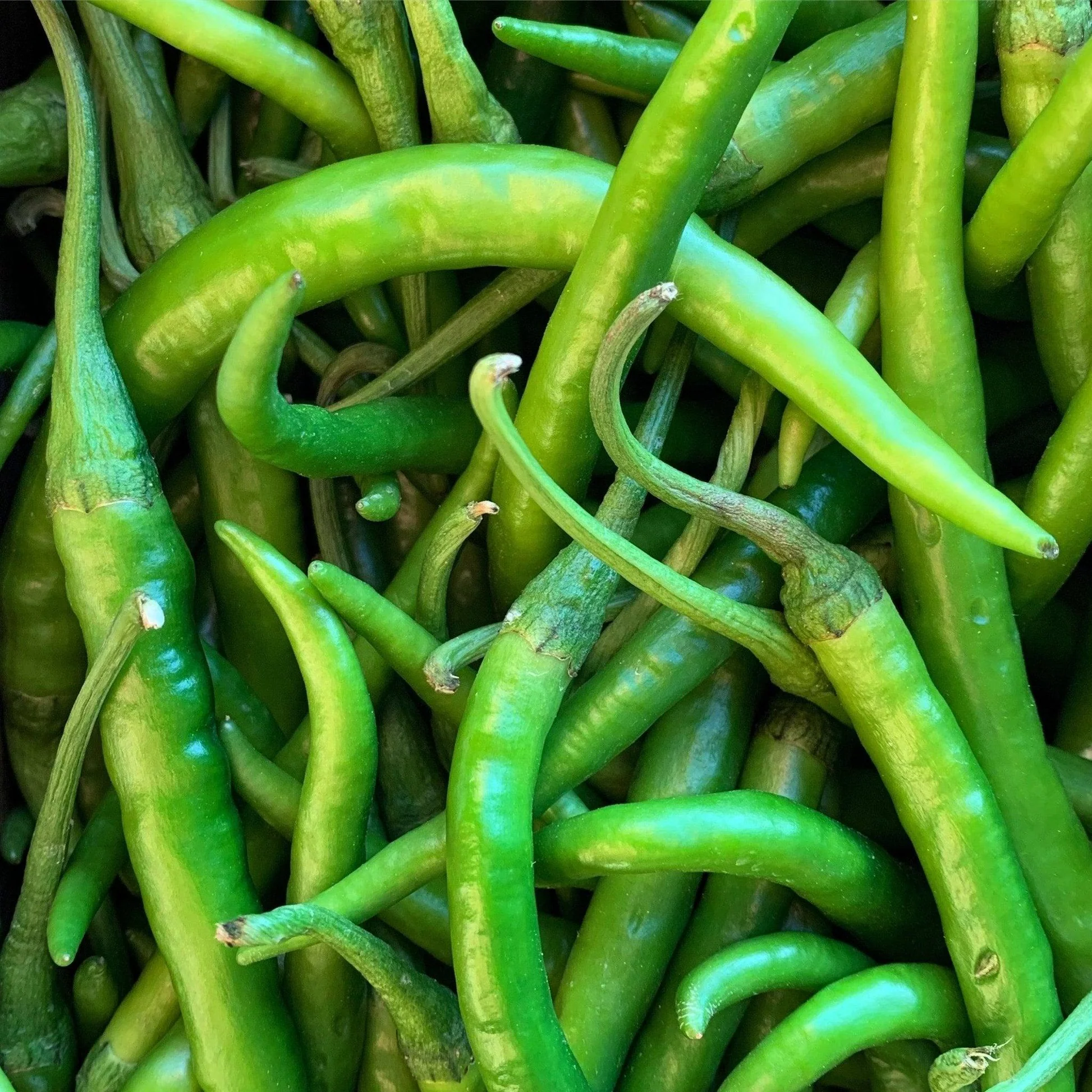 Green Chilli