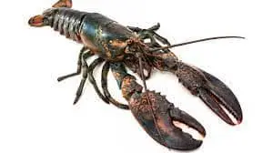 FROZEN FIST LIKE, Lobster ,cat fish,sardine,yellow fin tuna,yellow tail scad,cuttles fish,ribbon fish